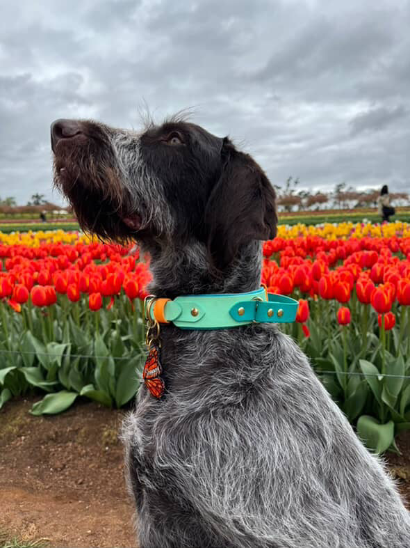 (NEW) Retractable Handle Collar