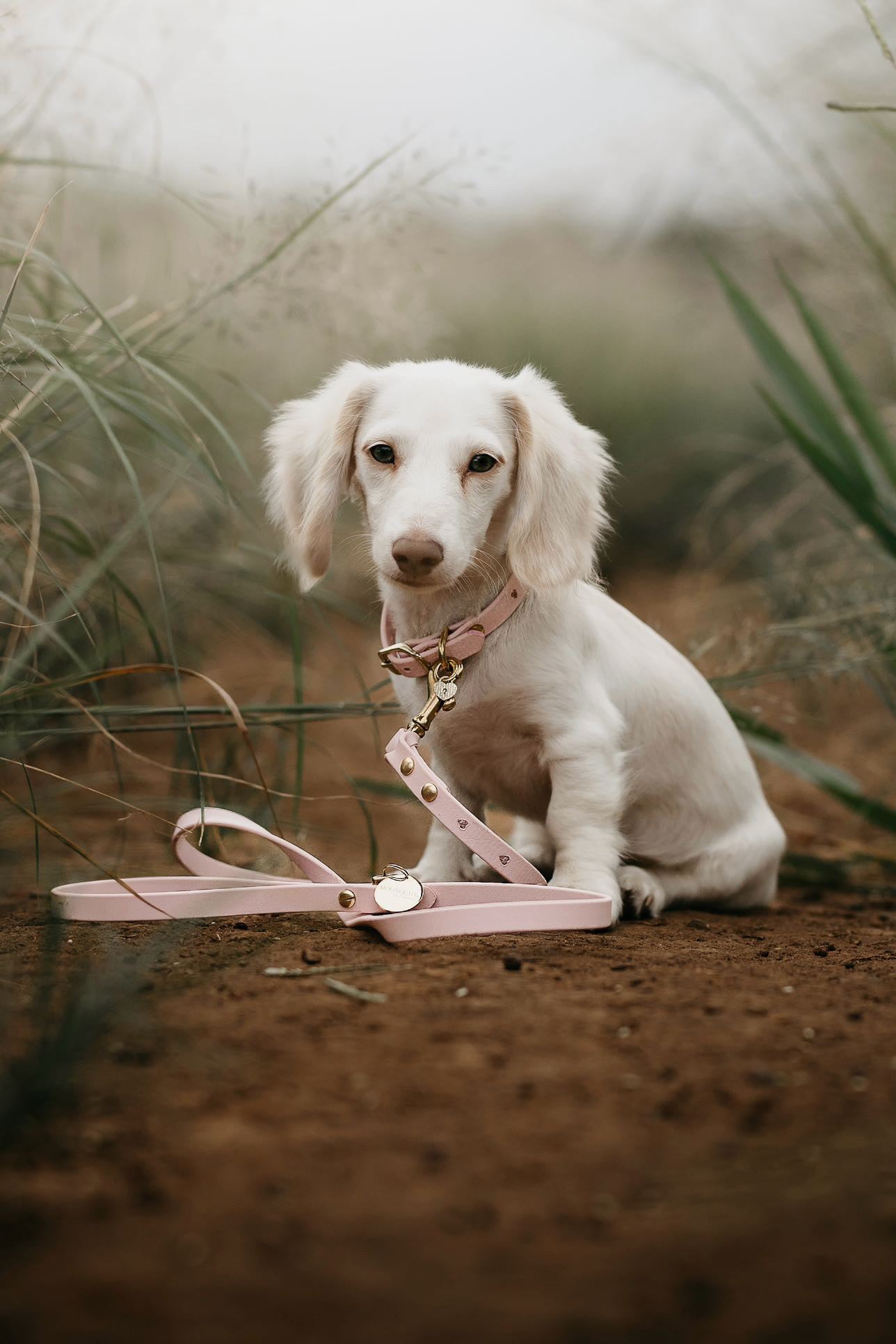 Puppy pack set