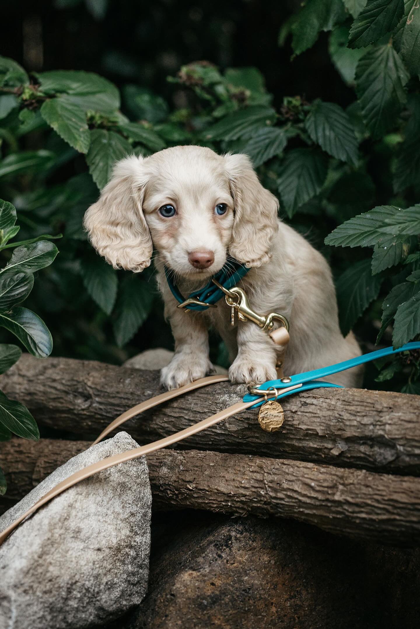 Puppy pack set
