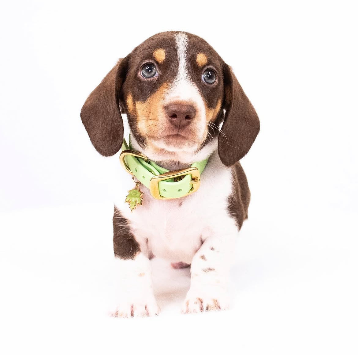 Lite San Diego collar ( MULTI-PACK )
