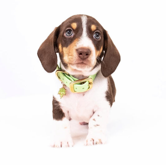 Puppy Biothane® Collar
( MULTI-PACK )