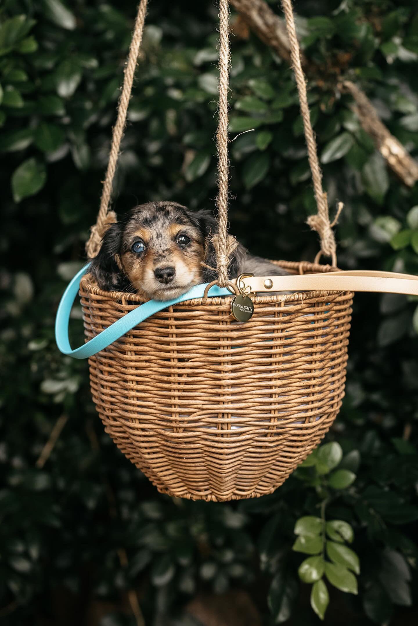 Puppy pack set