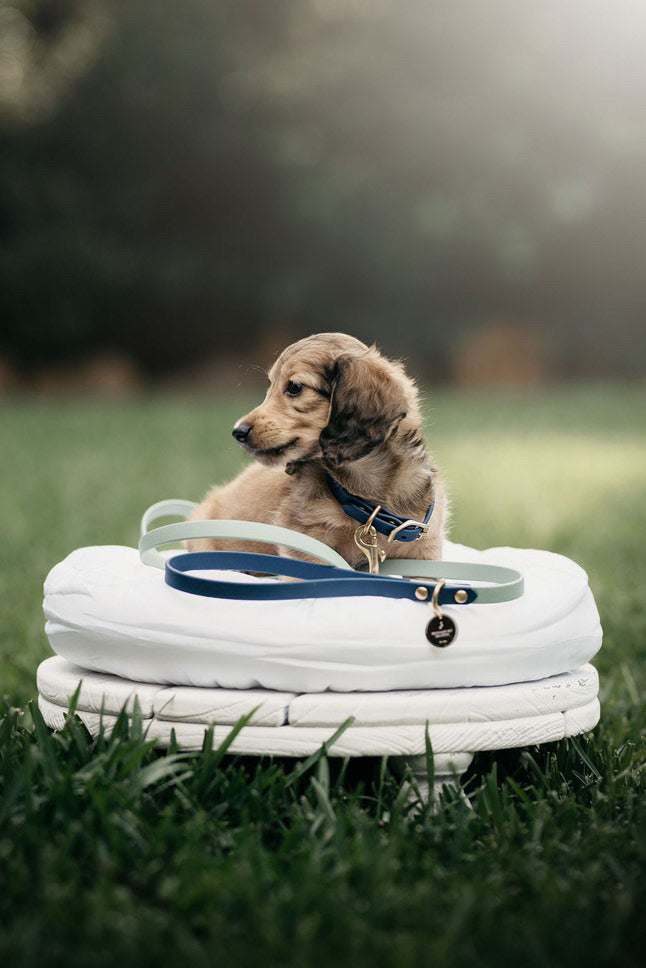 Puppy pack set