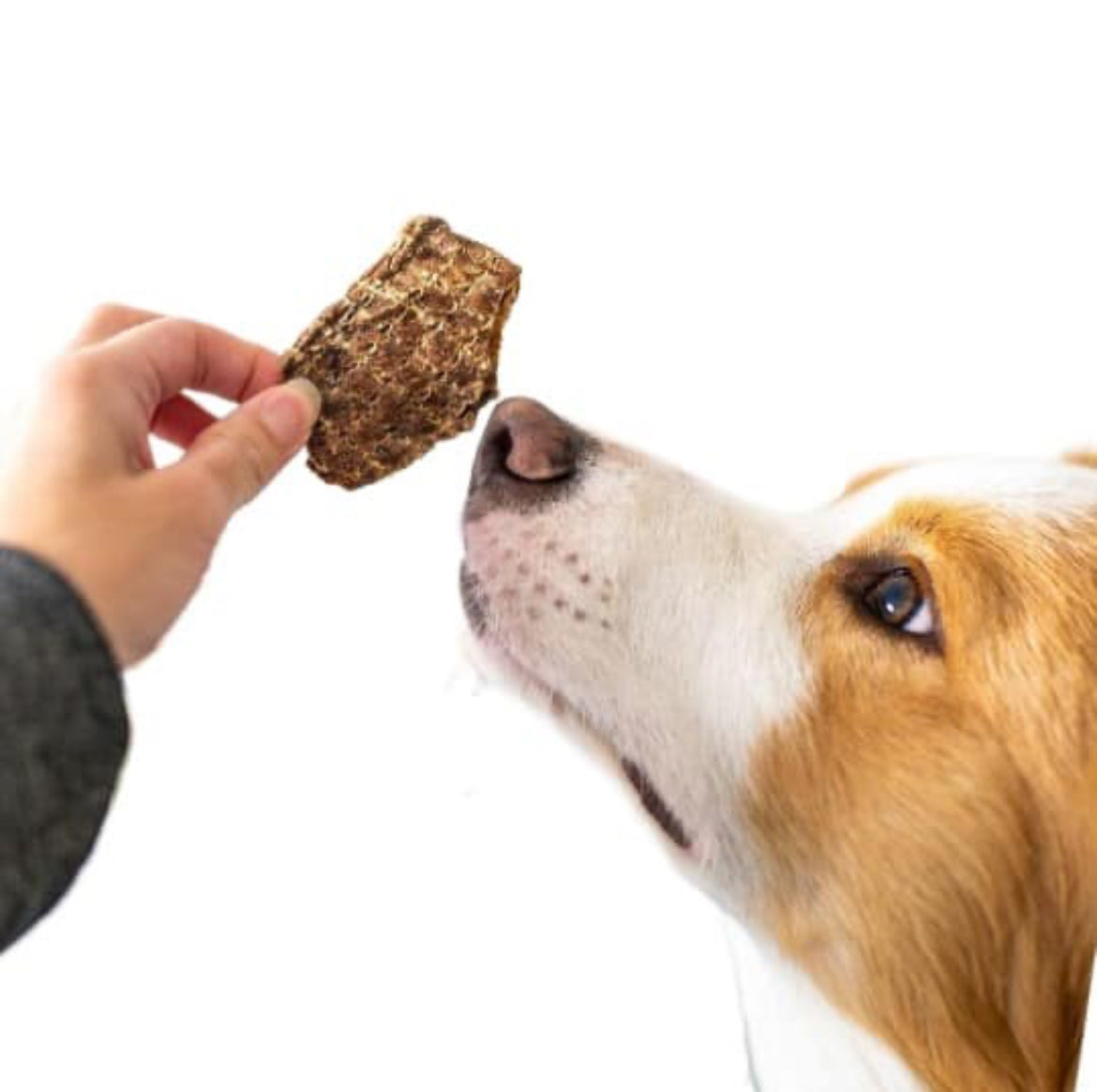 Lamb Puffs Pet Treats 50gm