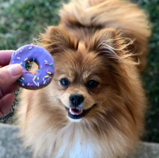 Gourmet Little Doggie Donuts 6pk