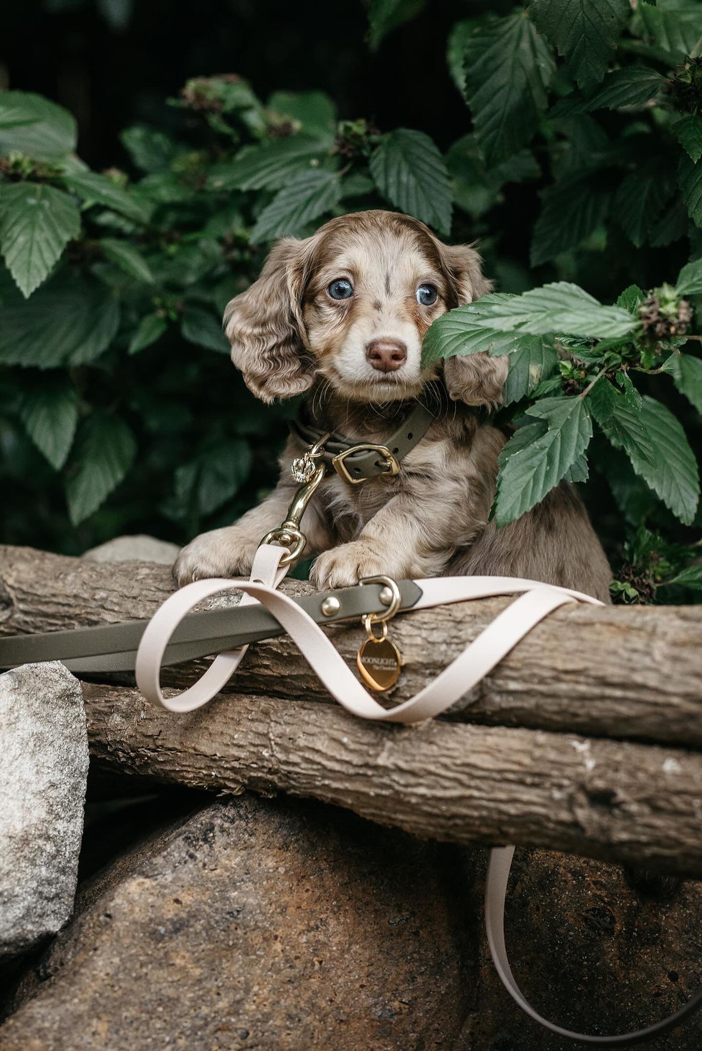 Puppy pack set