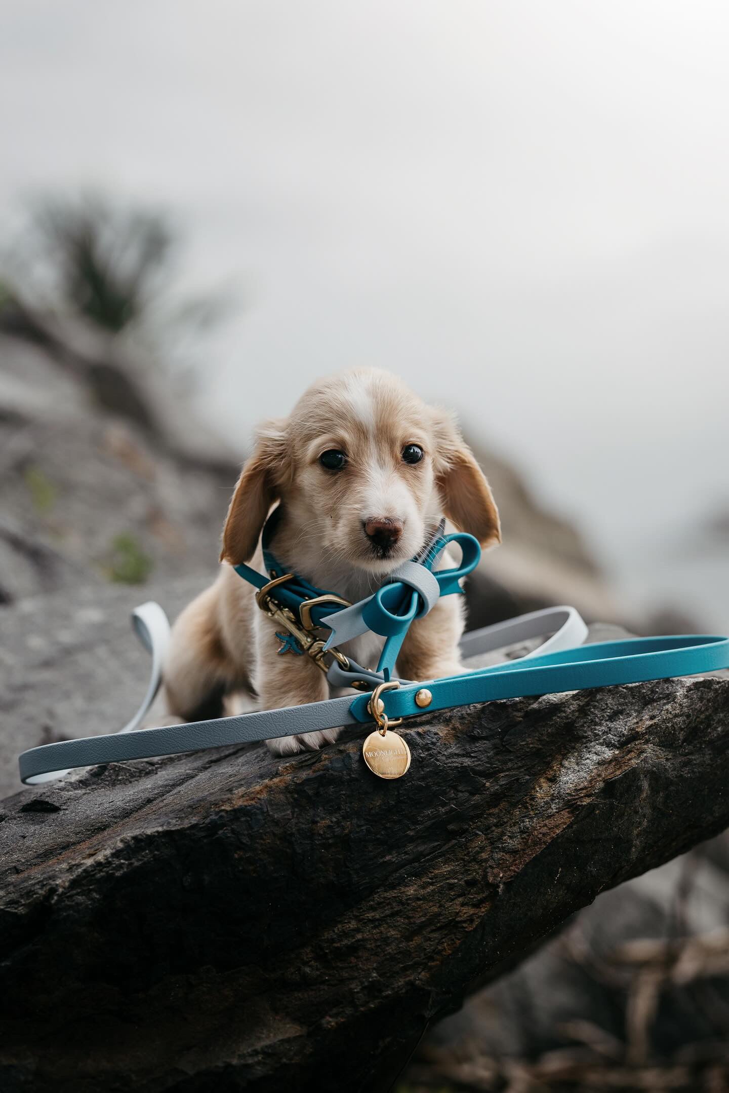 Puppy pack set