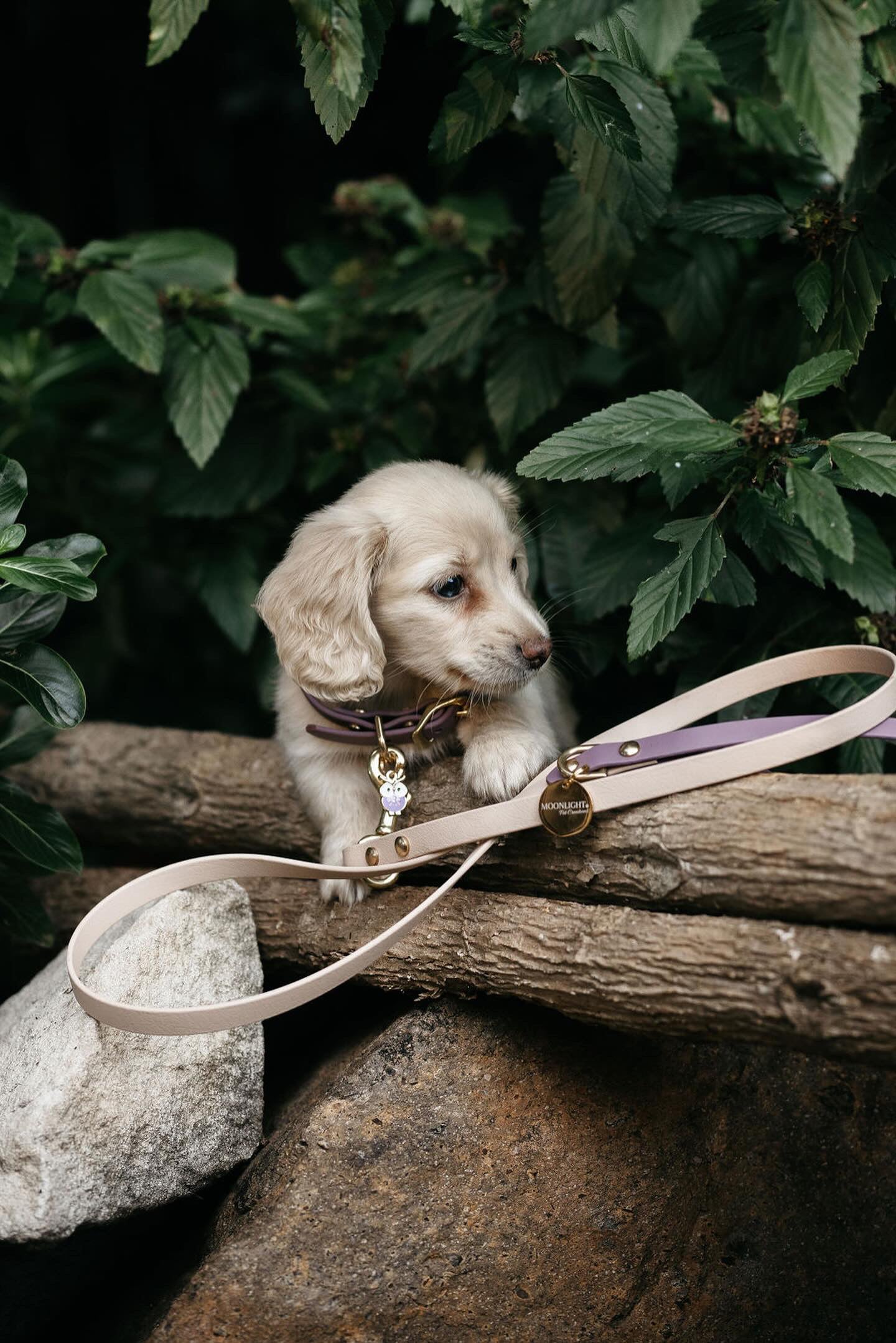 Puppy pack set