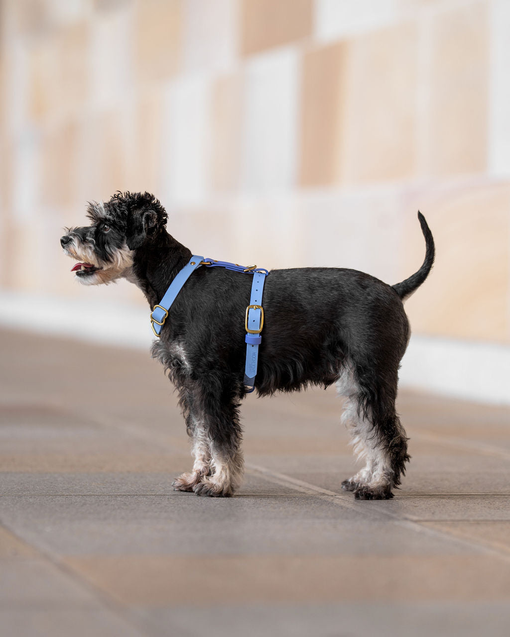 Adjustable Biothane Harness