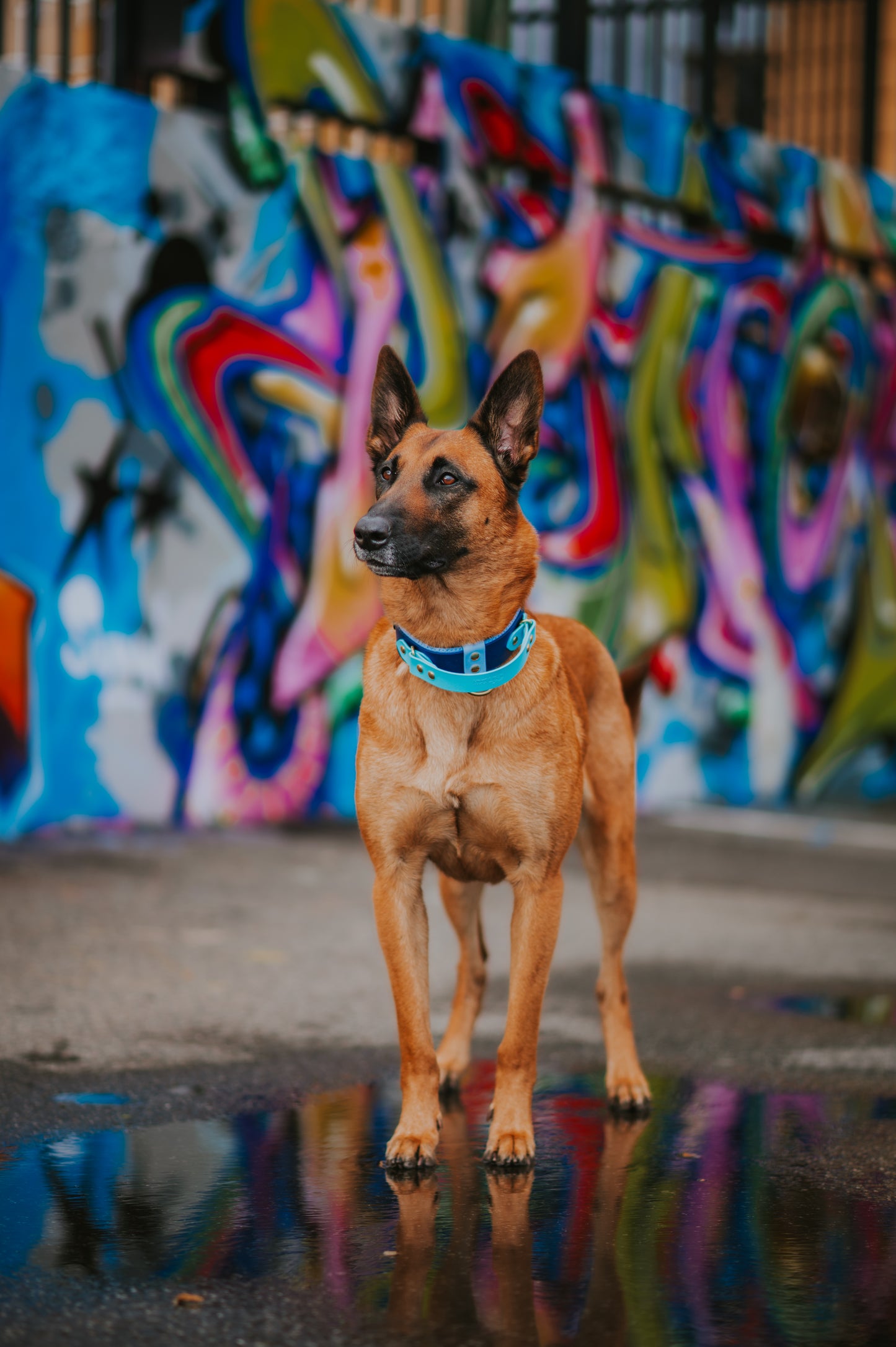 (NEW) Retractable Handle Collar