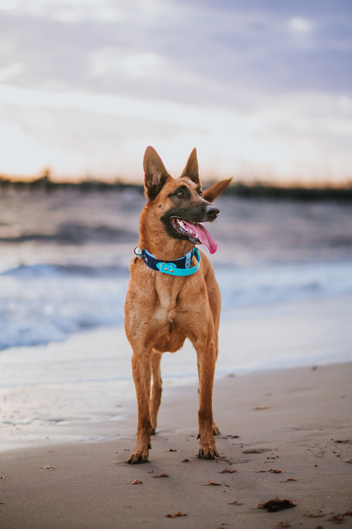 (NEW) Retractable Handle Collar