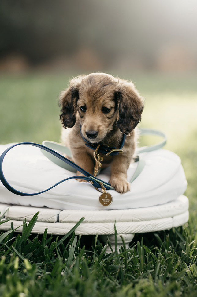 Puppy pack set