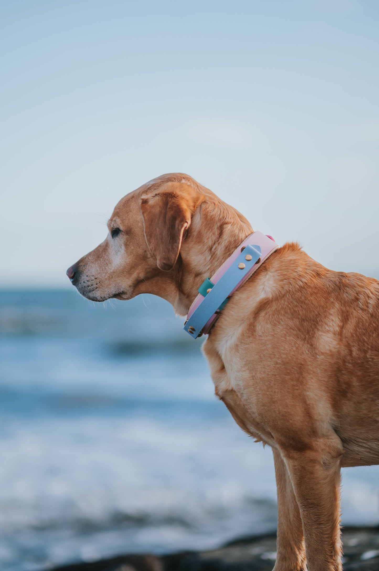 (NEW) Retractable Handle Collar