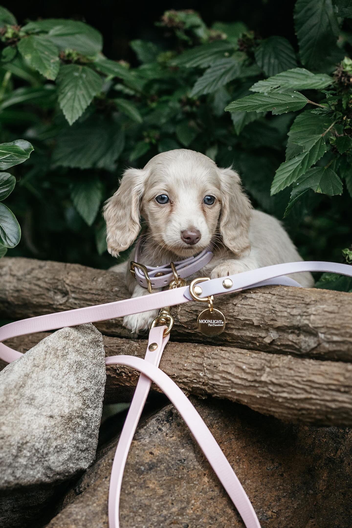 Puppy pack set