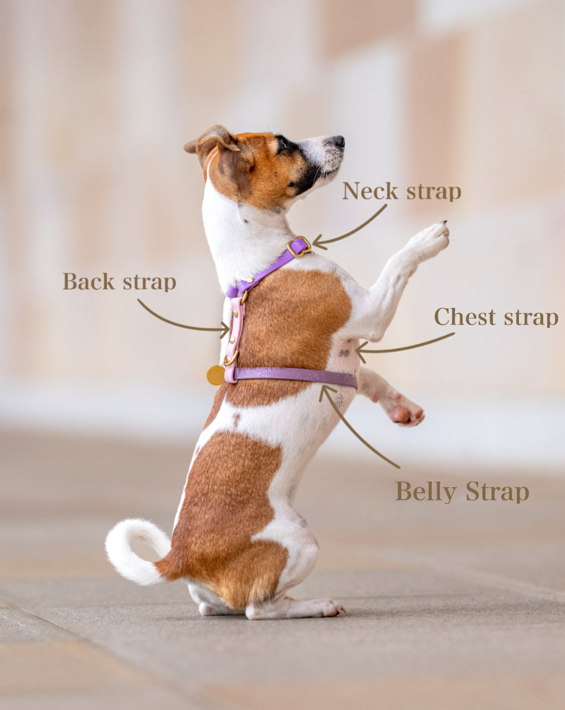 Adjustable Biothane Harness