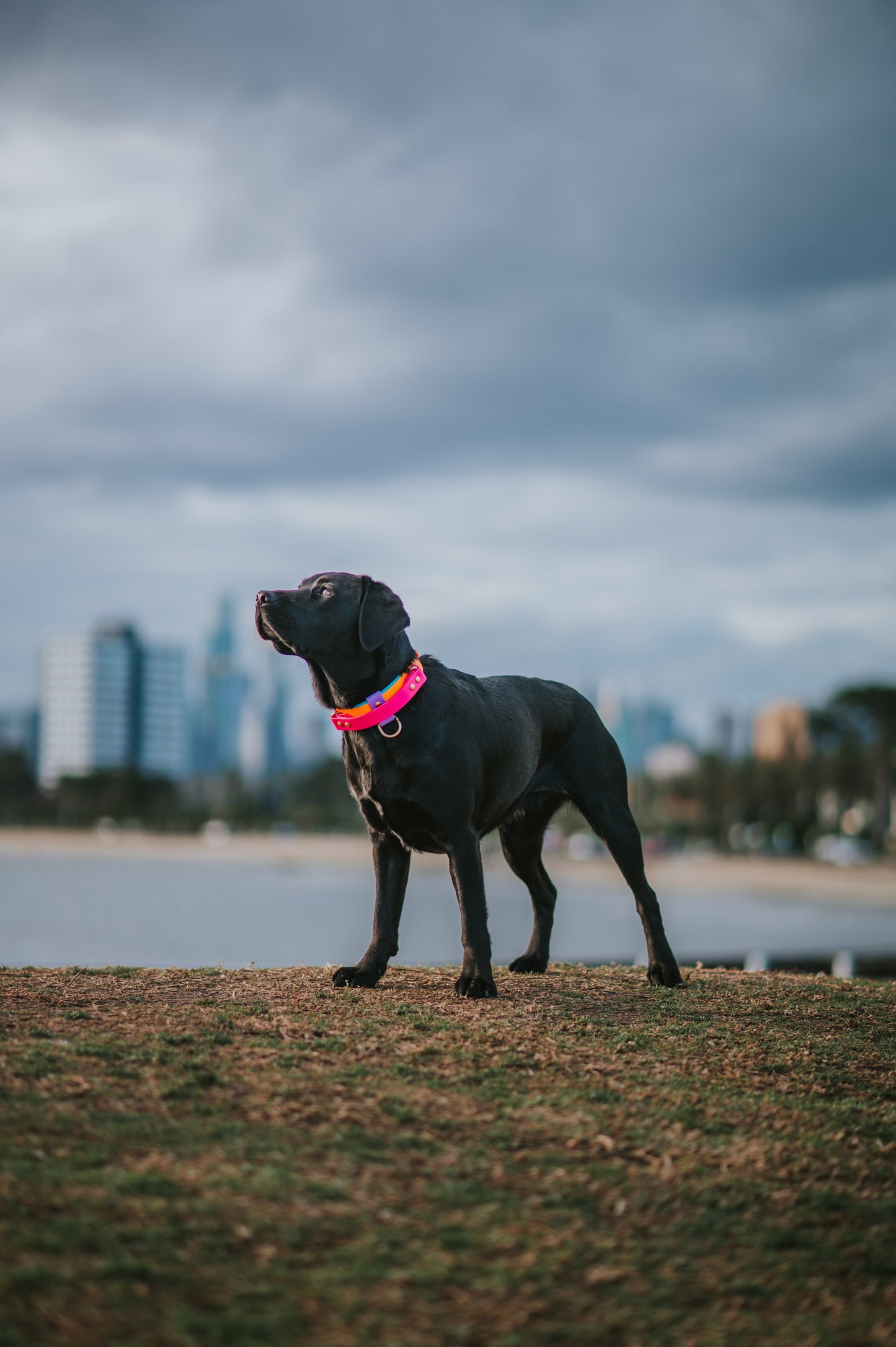 (NEW) Retractable Handle Collar