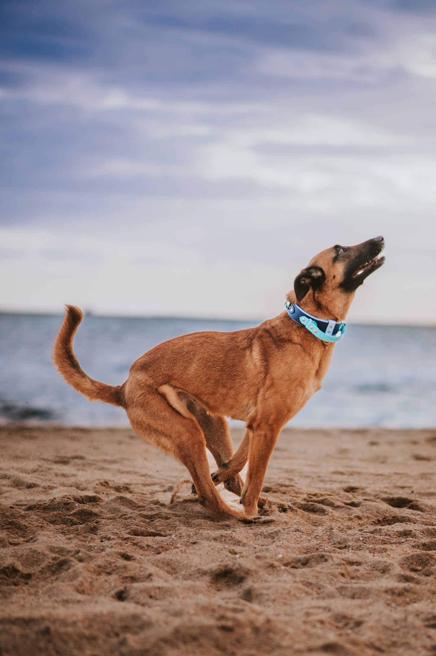 (NEW) Retractable Handle Collar