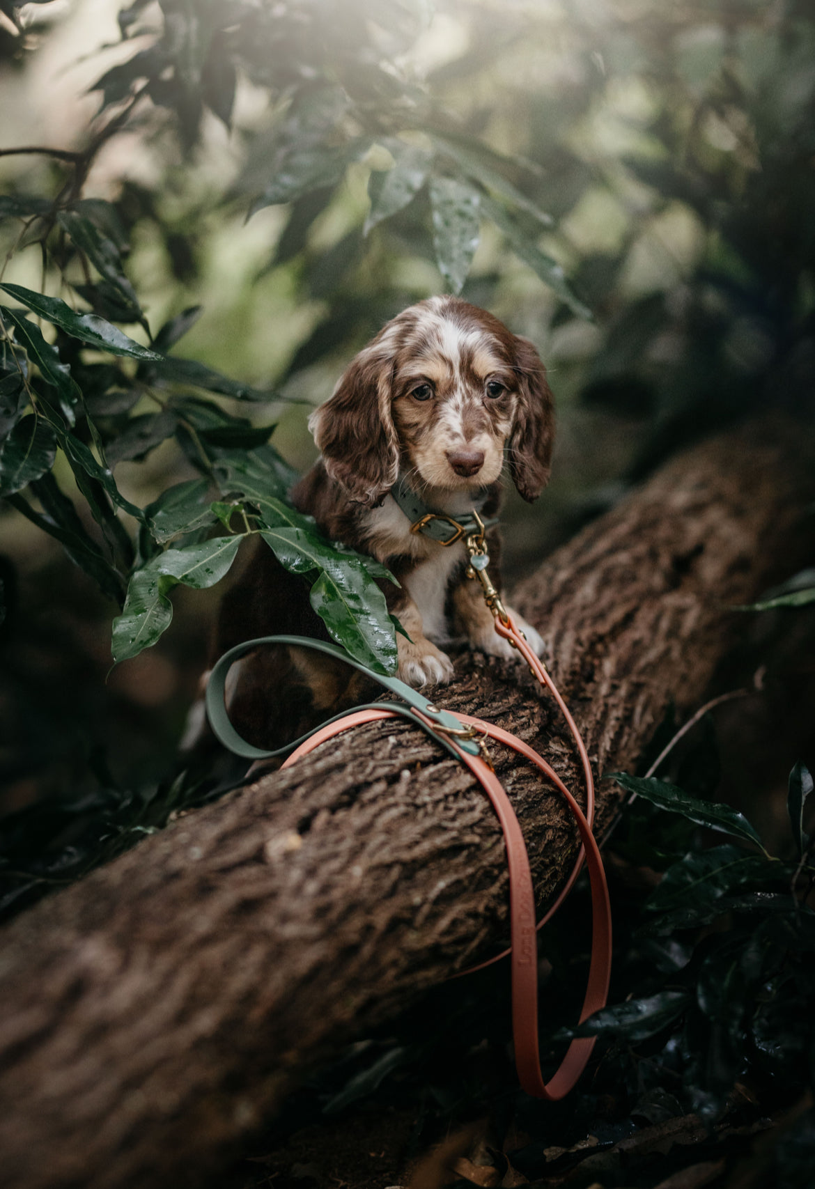 Puppy pack set