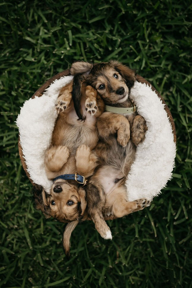 Puppy pack set