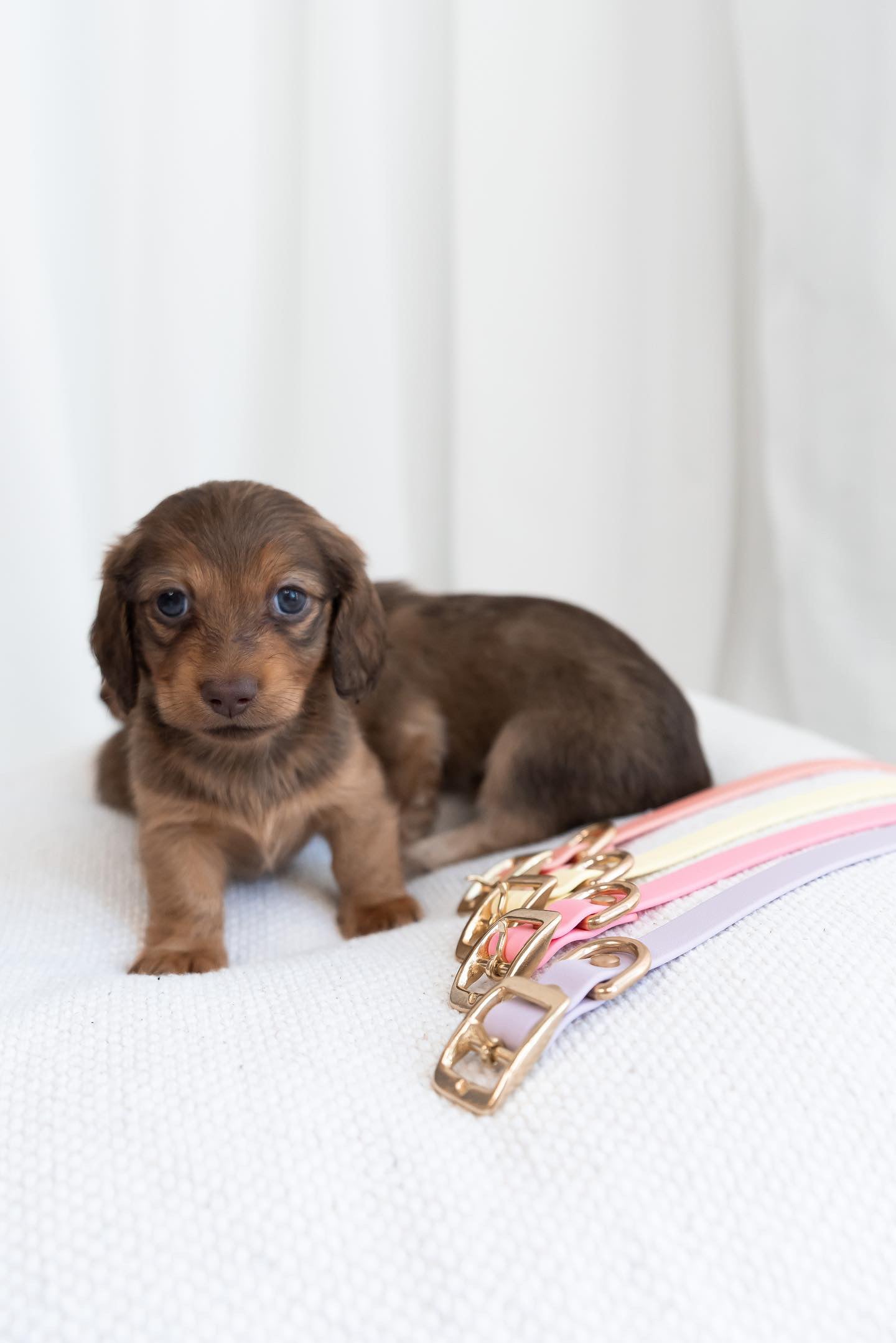 Lite San Diego collar (TINY/SMALL BREEDS & PUPPIES )