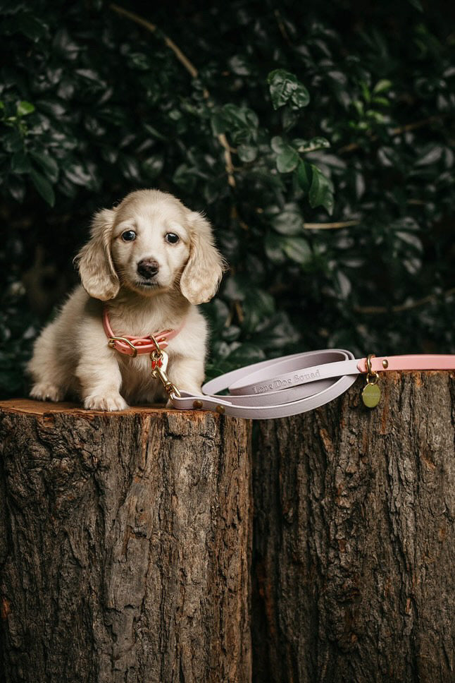 Puppy pack set