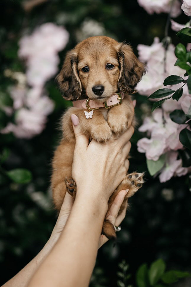 Puppy pack set