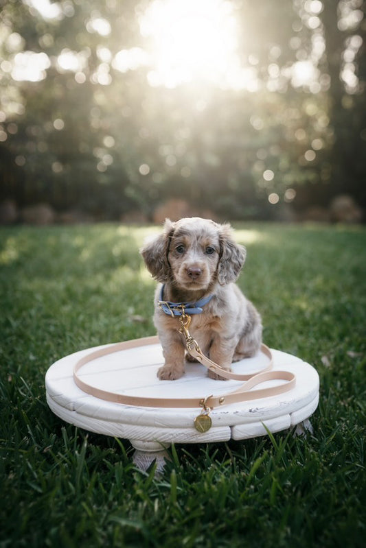 Puppy pack set