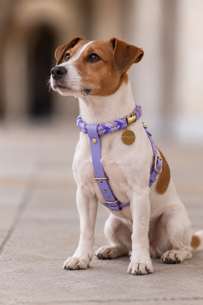 Paracord Harness