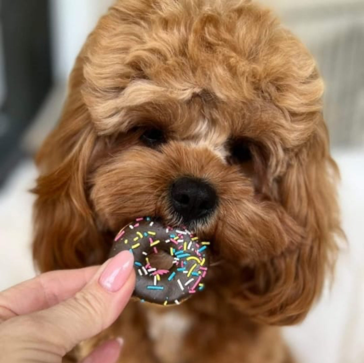 Gourmet Little Doggie Donuts 6pk