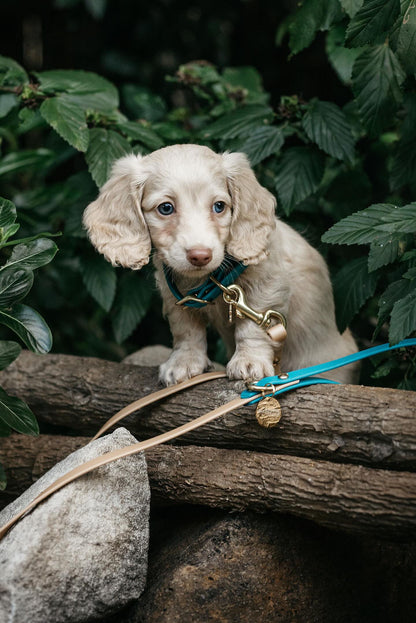 Puppy pack set