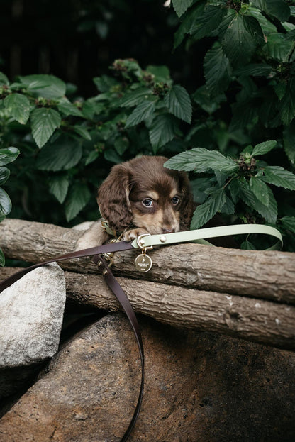 Puppy pack set