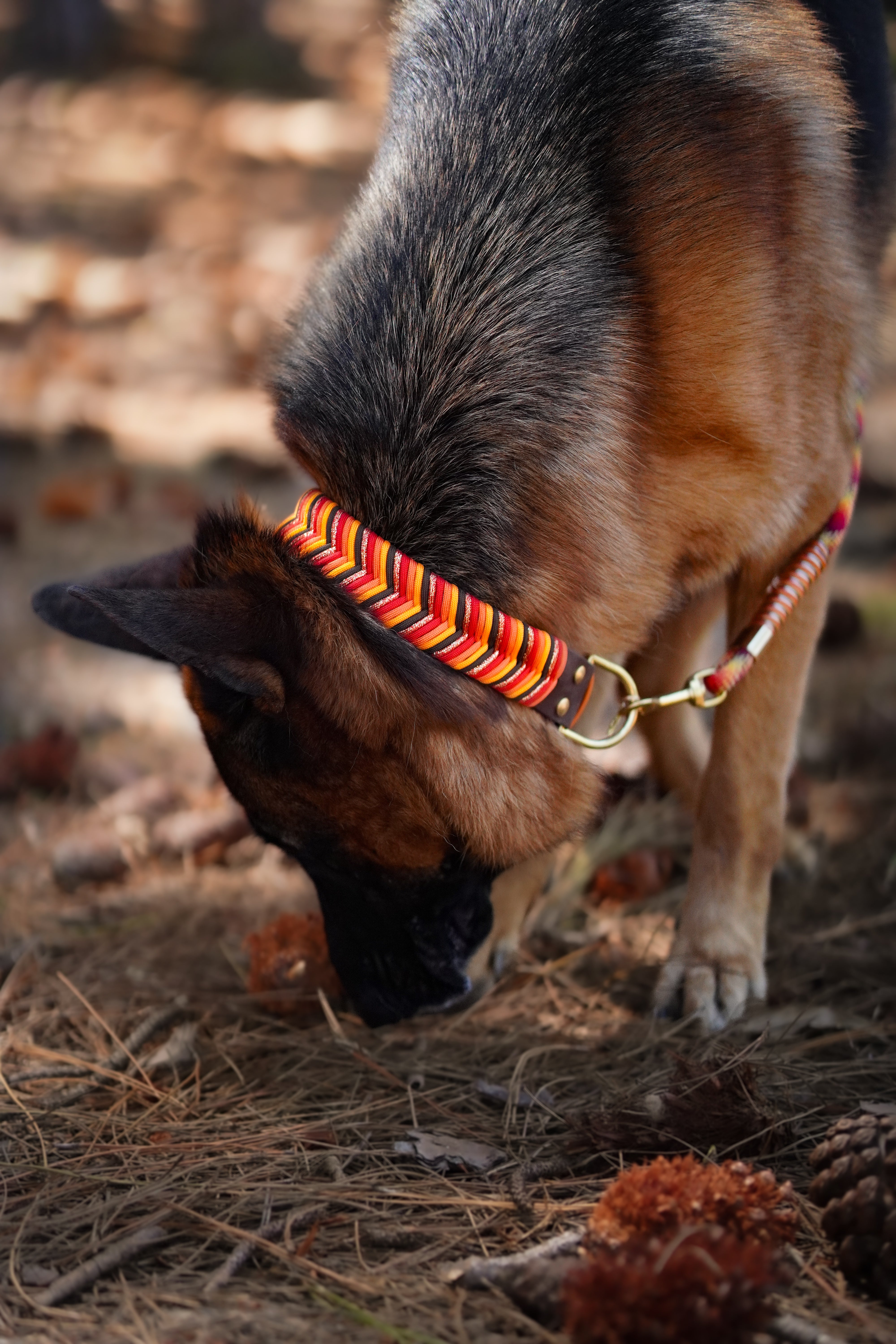 Sydney Collar 38mm