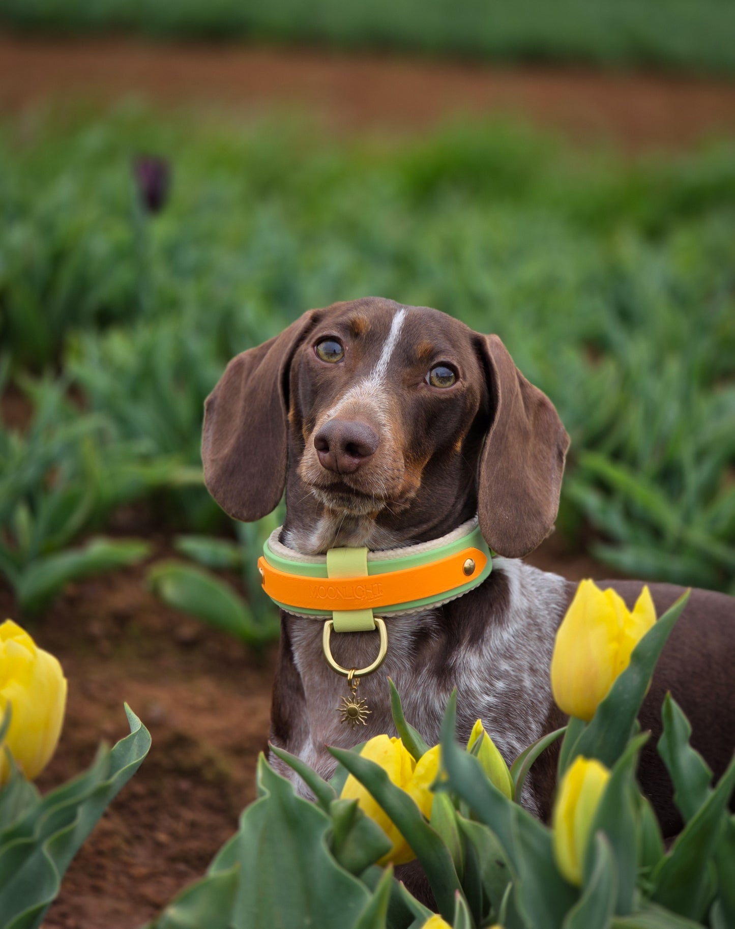Mini Padded Collar