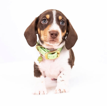 Puppy Biothane® Collar
 ( MULTI-PACK )