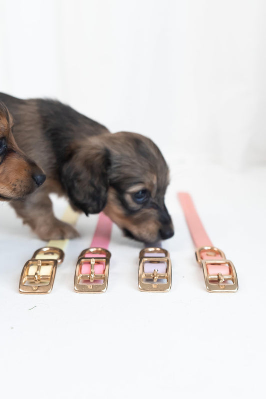 Puppy Biothane® Collar