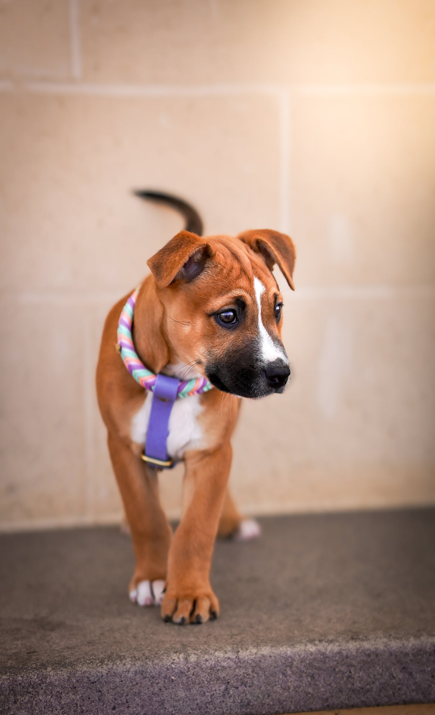 Wanderlust Harness