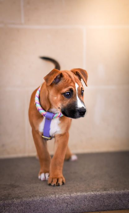 Wanderlust Harness