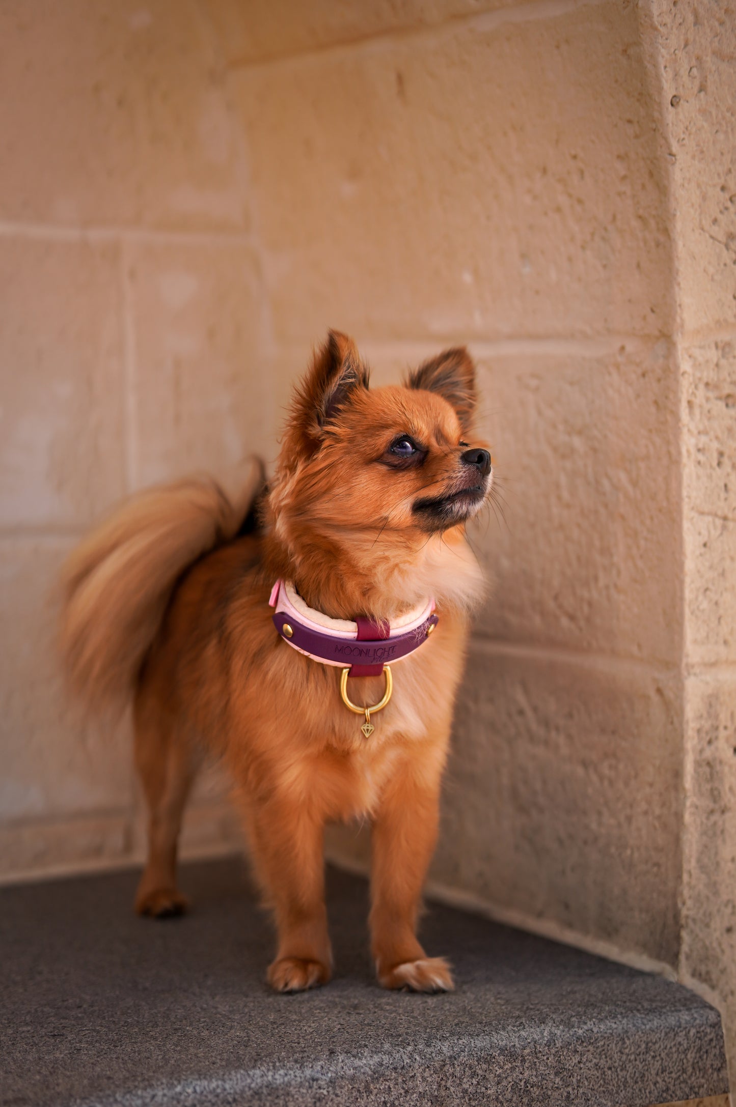 Mini Padded Collar
