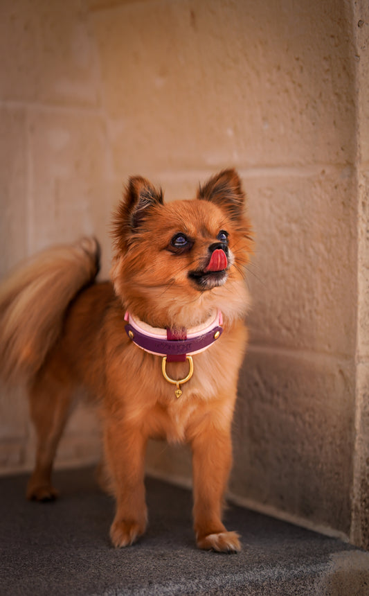 Mini padded collar/ 20-23cm