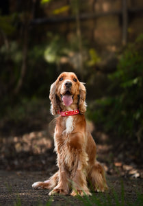 Paris red/blush pink small dog (S/M)