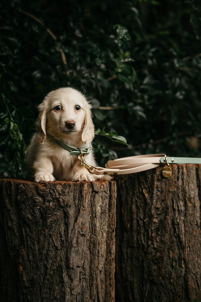 Puppy pack set