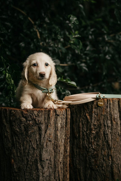 Puppy pack set