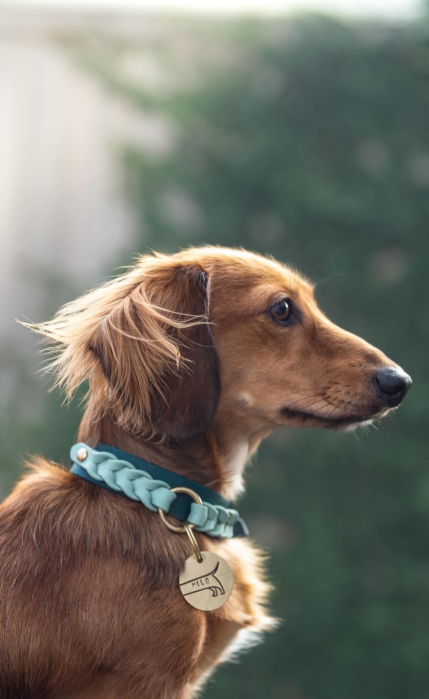 Custom Braided Collar