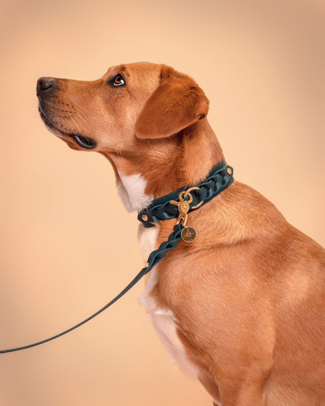 Custom Braided Collar