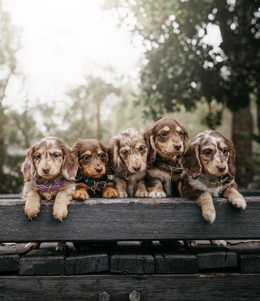 Puppy pack set
