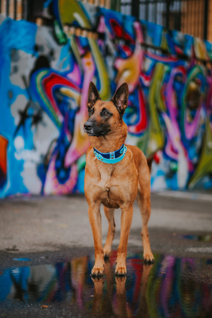 (NEW) Retractable Handle Collar