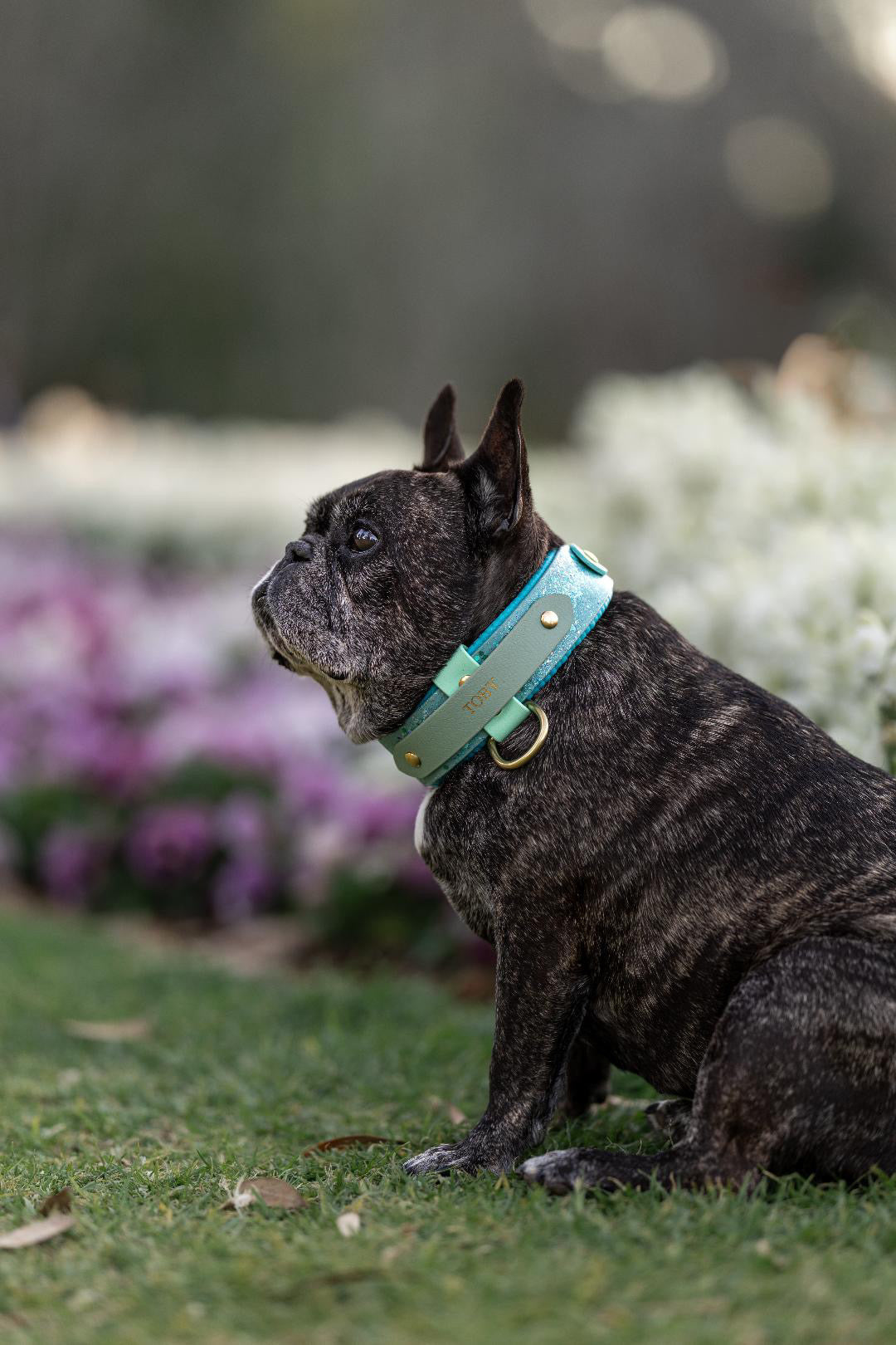 Custom Padded Collar