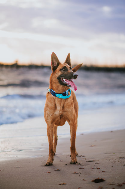 (NEW) Retractable Handle Collar