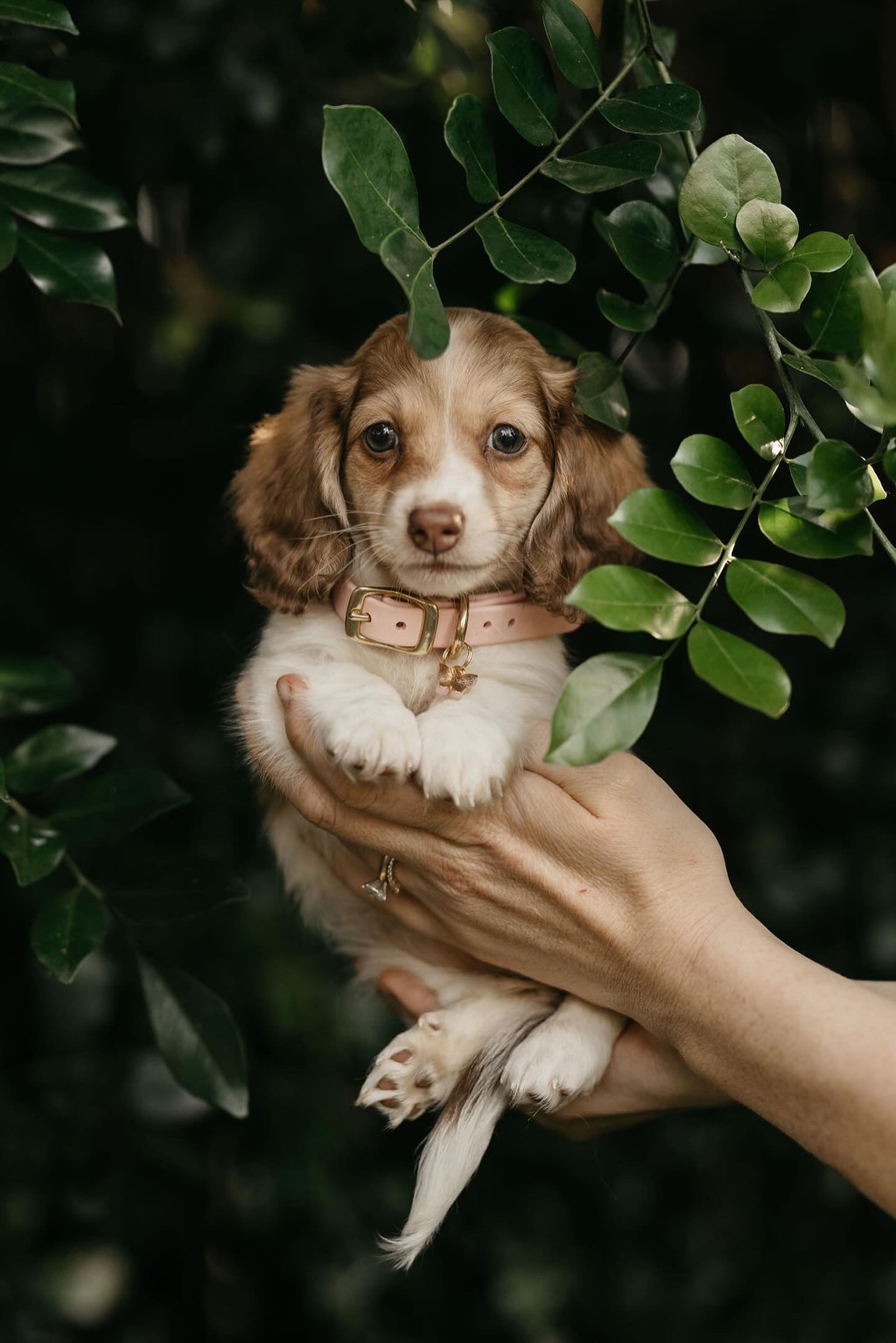 Puppy pack set