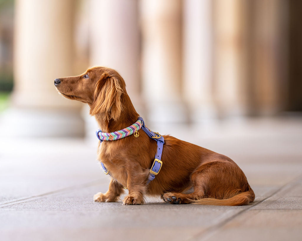 Wanderlust Harness
